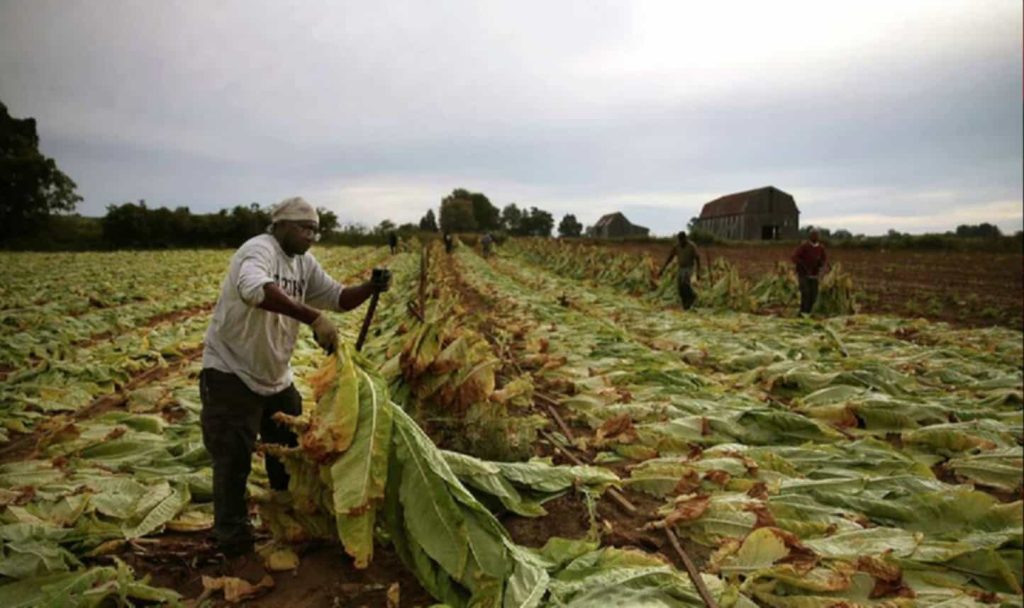 Maryland tobacco farmer inspecting his crop